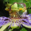 ABEILLE sur PASSIFLORE. l'abeille tourne autour de la chambre à nectar et offre son dos poilu aux anthères pour récupérer le pollen. EMILIE DELHOMMEL